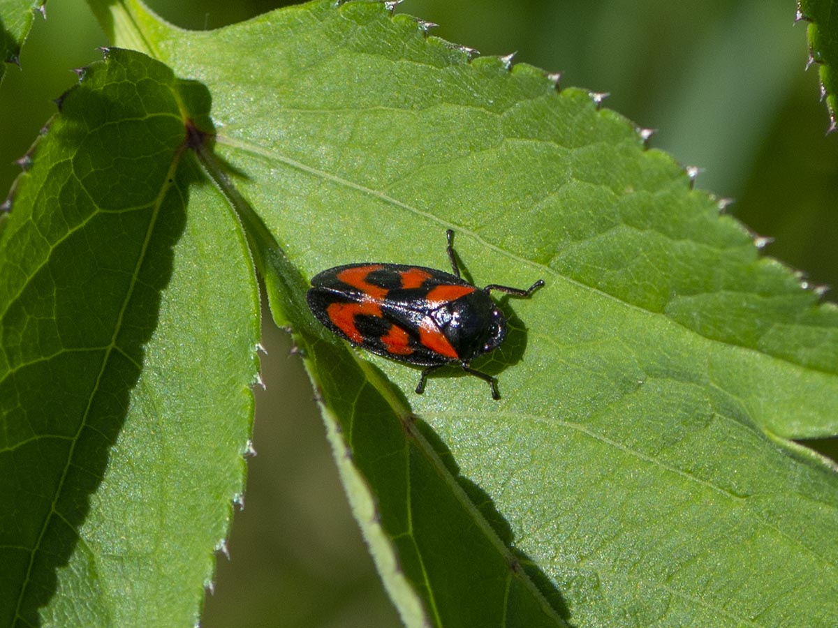 Cercopis vulnerata